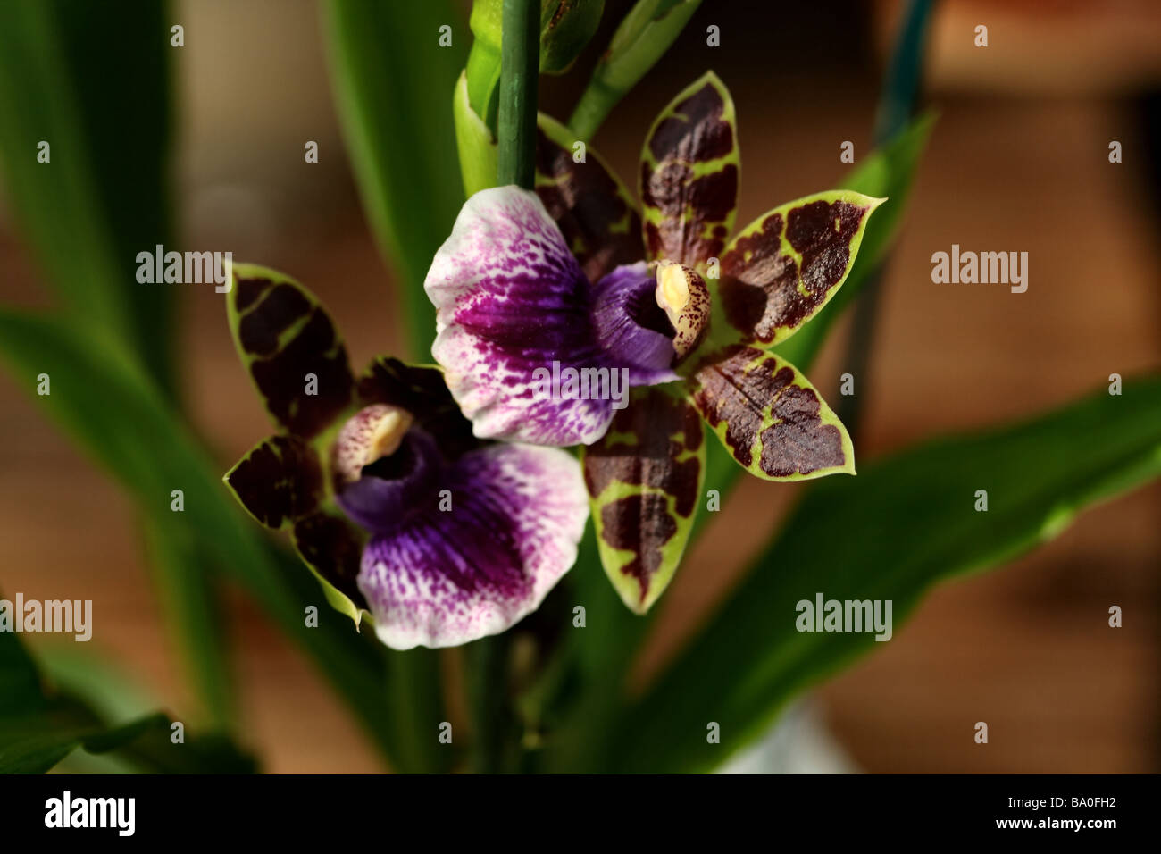 Zygopetalum Orchid Bloom , Showing macro detail of flower structure native  to Amazonia where they are found as Epiphyte Stock Photo