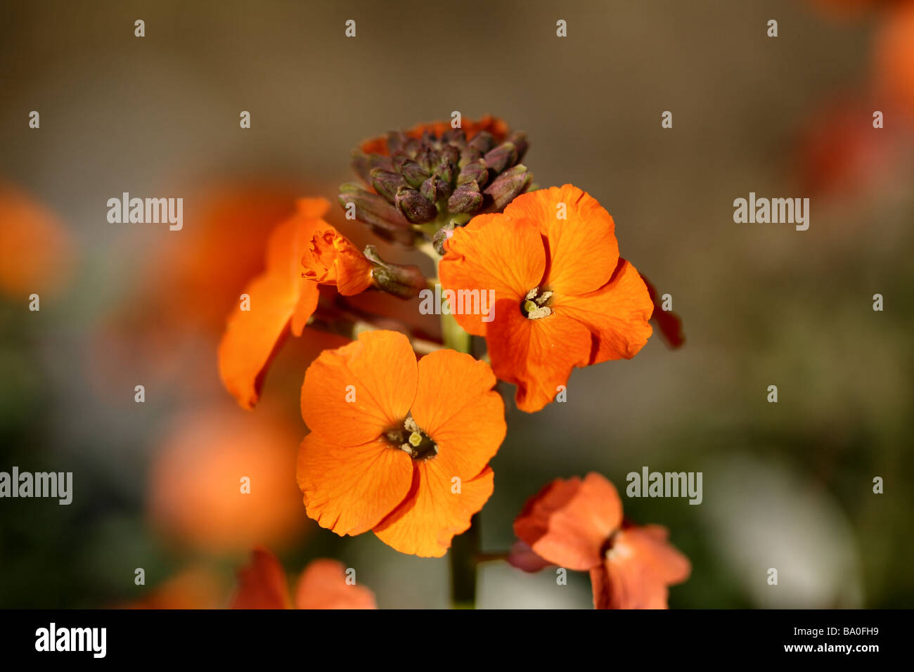 Erysimum,Wall Flower,Orange bloom in close up or macro showing flower detail and structure also in Blue,White colour forms Stock Photo