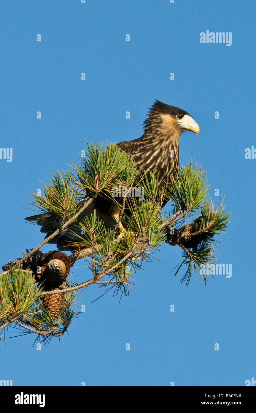 Caracara watching from a Tree , Southern Crested Caracara, Llanquihue Lake, Chile Stock Photo