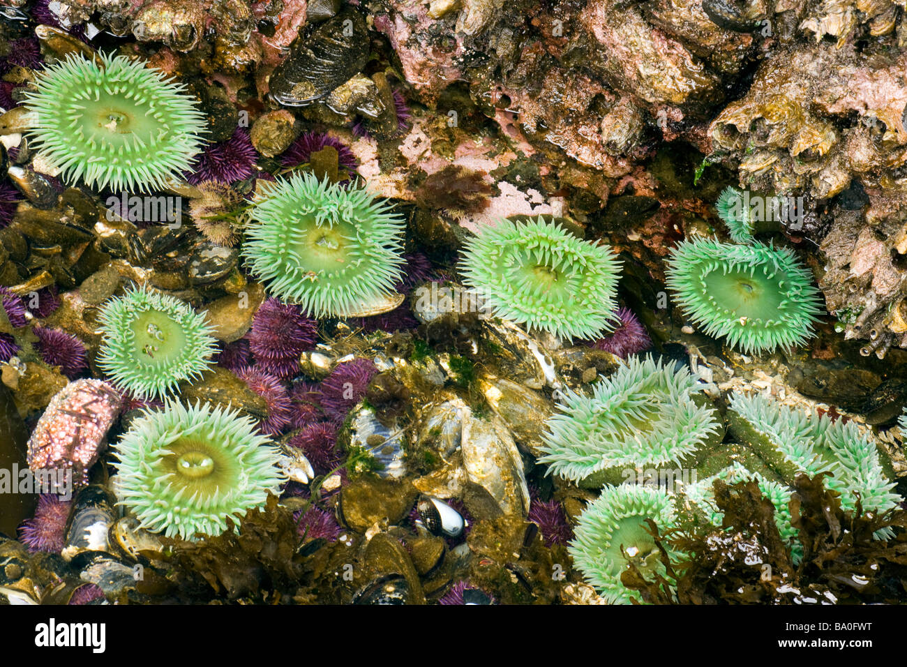Sea Anemone - Salt Creek Recreation Area, Washington USA Stock Photo