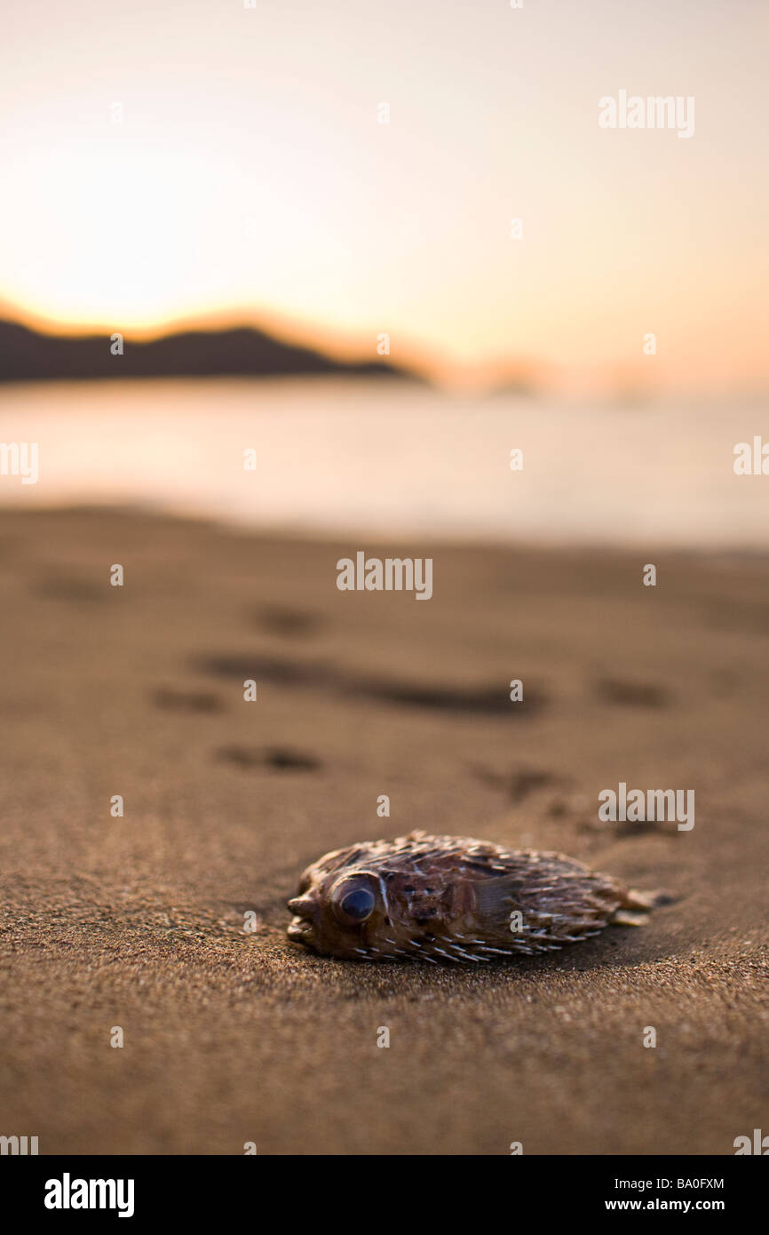 Spiny Porcupine Puffer Fish (Diodon holacanthus) beached on the shore of Playa del Coco, Costa Rica. Stock Photo