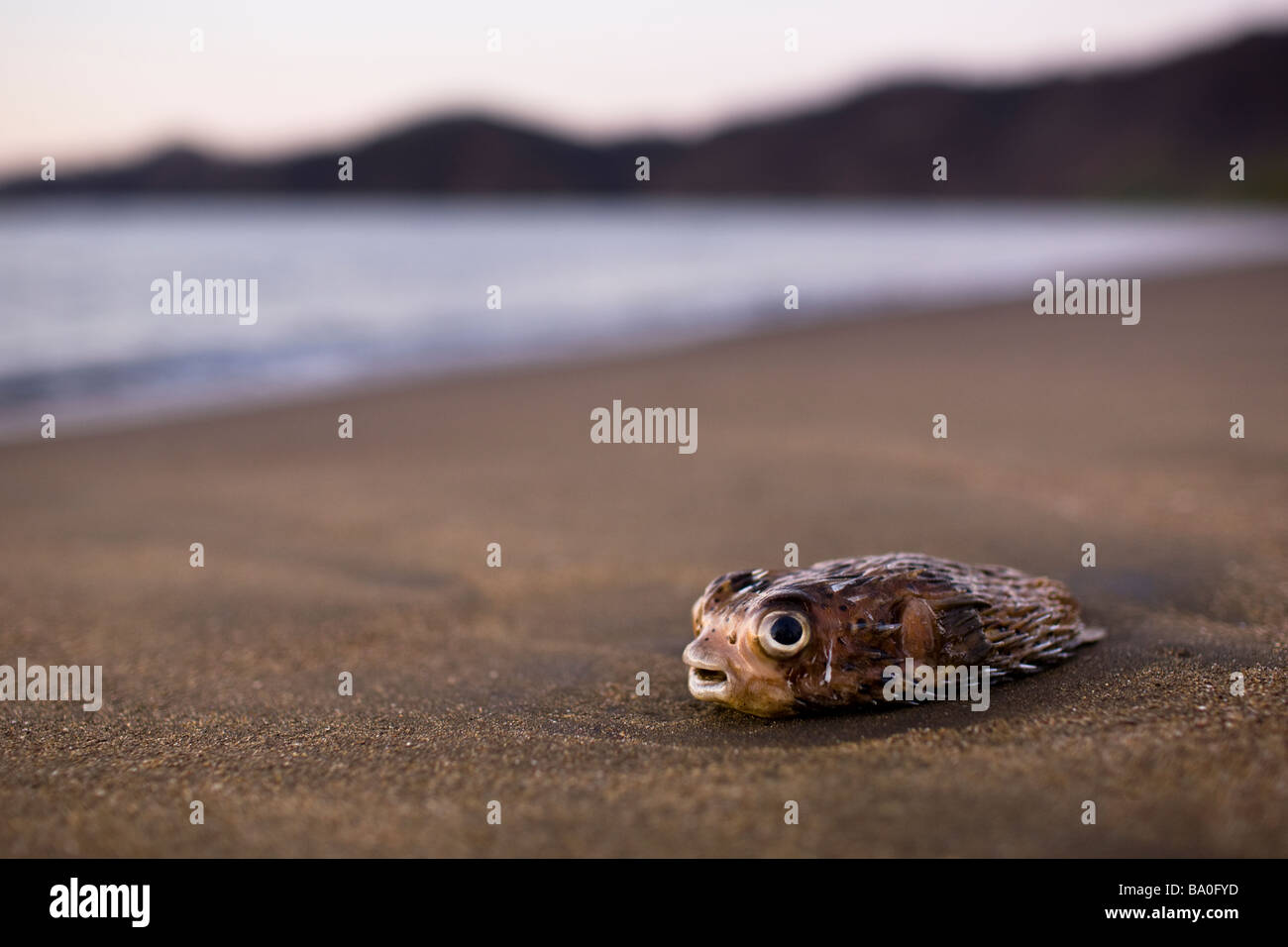 Spiny Porcupine Puffer Fish (Diodon holacanthus) beached on the shore of Playa del Coco, Costa Rica. Stock Photo
