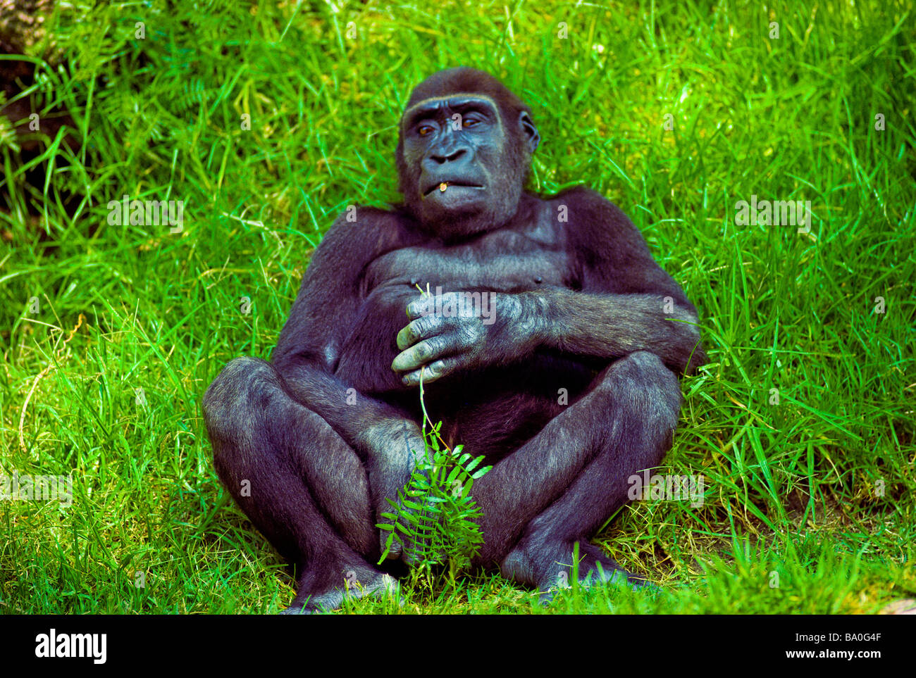 Congo rainforest animals hi-res stock photography and images - Alamy