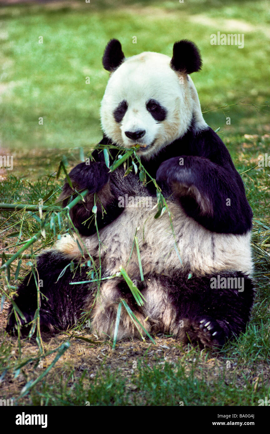 nature, wildlife, Giant Panda Ailuropoda melanoleuca China Its favorite food for breakfast, lunch and dinner is bamboo leaves Stock Photo