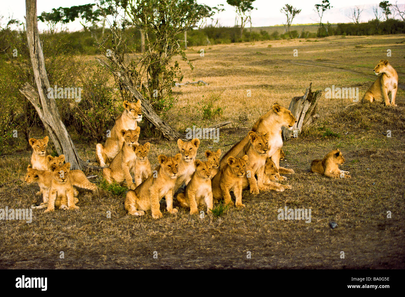 Animals nature natural wildlife A Pride of 19 Lions Panthera leo Kenya ...
