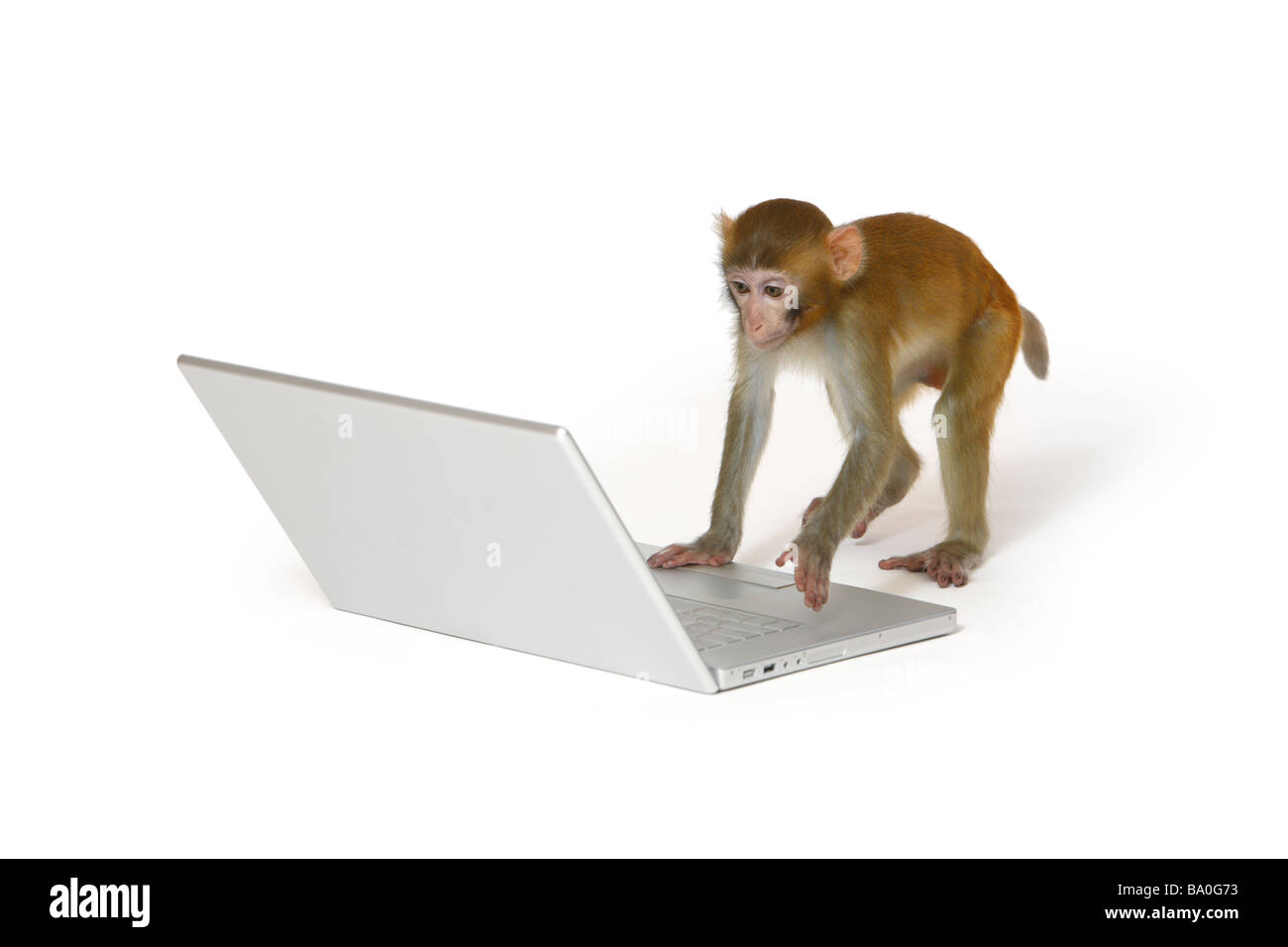 Monkey with laptop computer Stock Photo