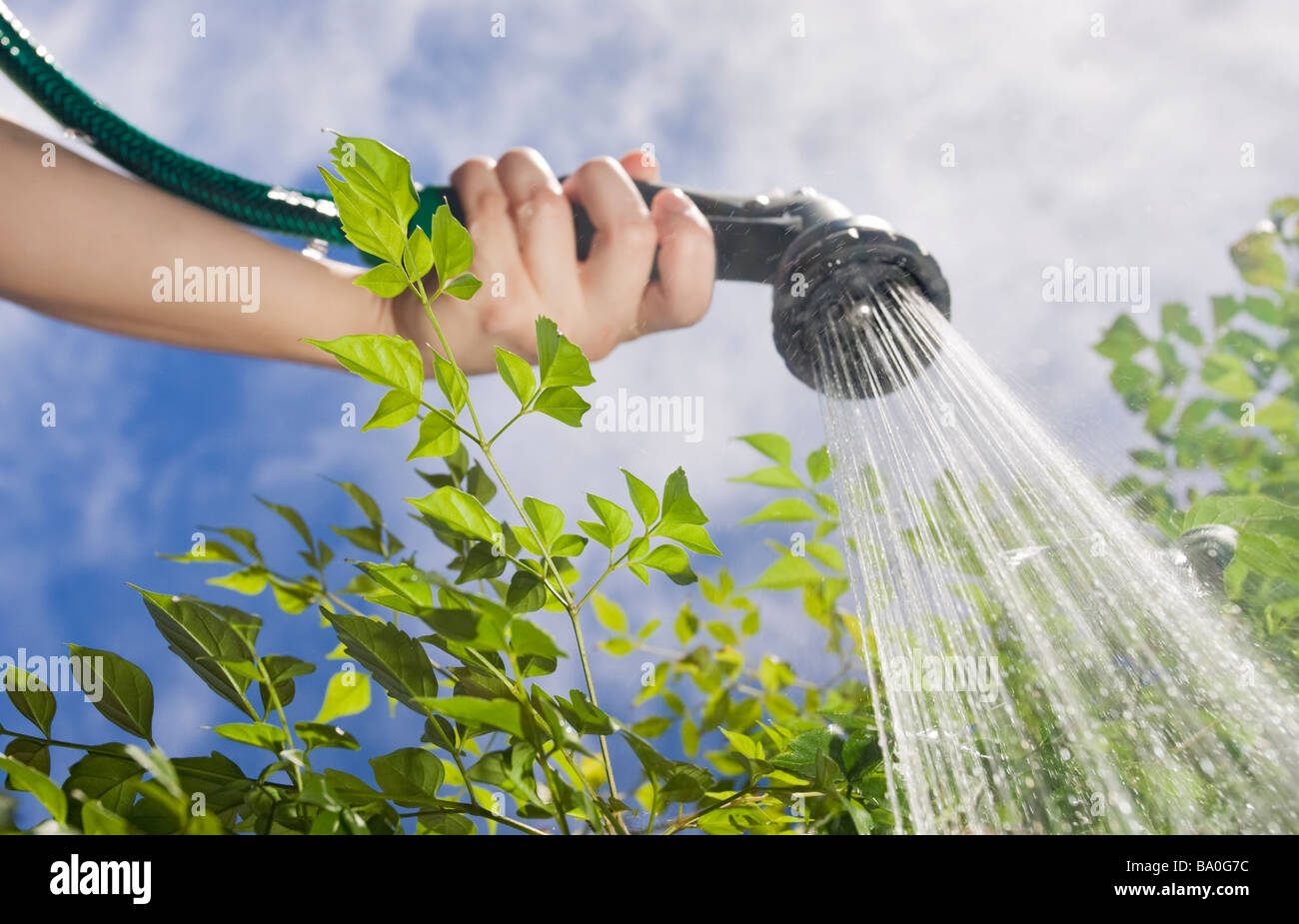 Watering plants with a garden hose Stock Photo Alamy