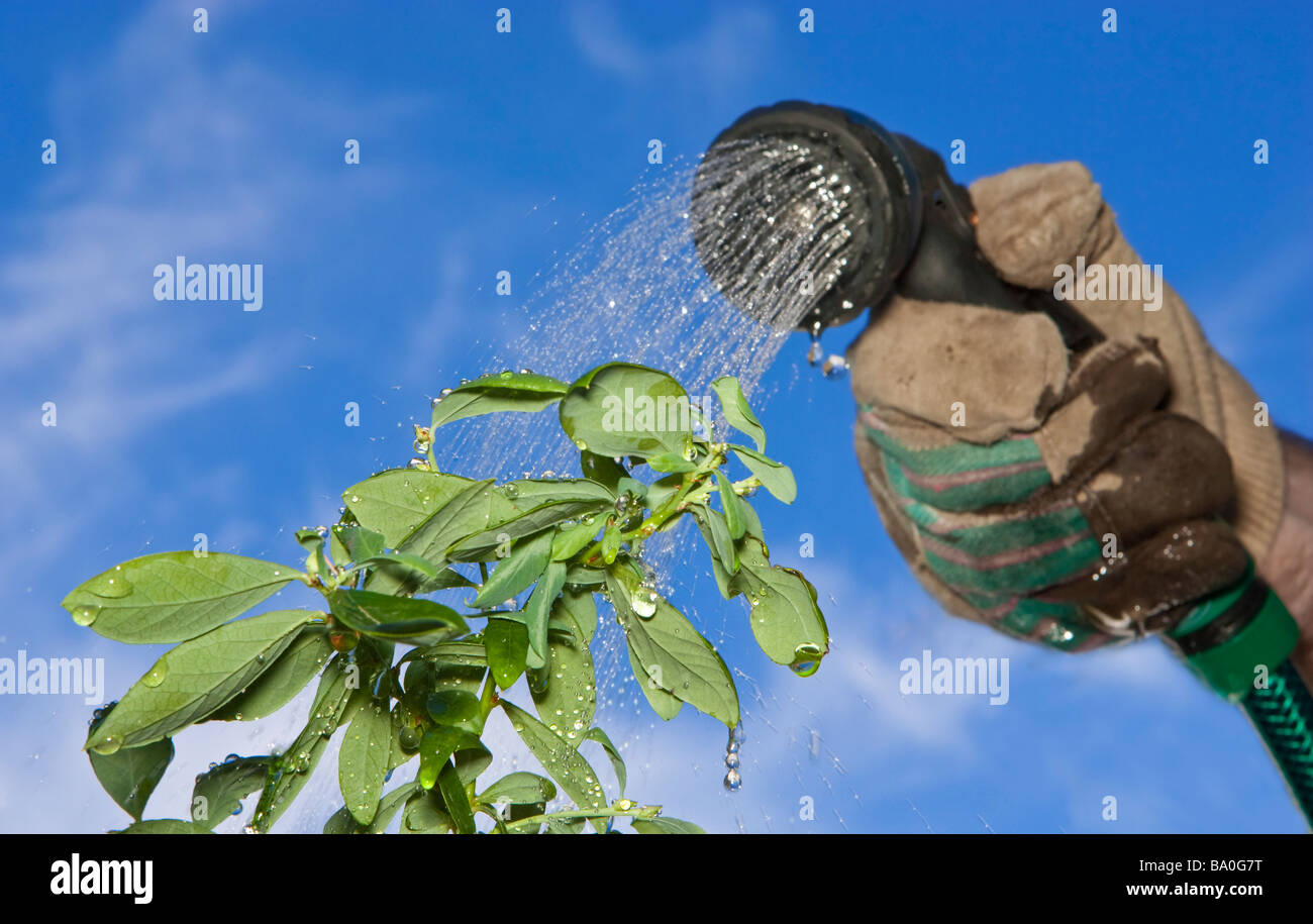 Watering plants with a garden hose Stock Photo Alamy