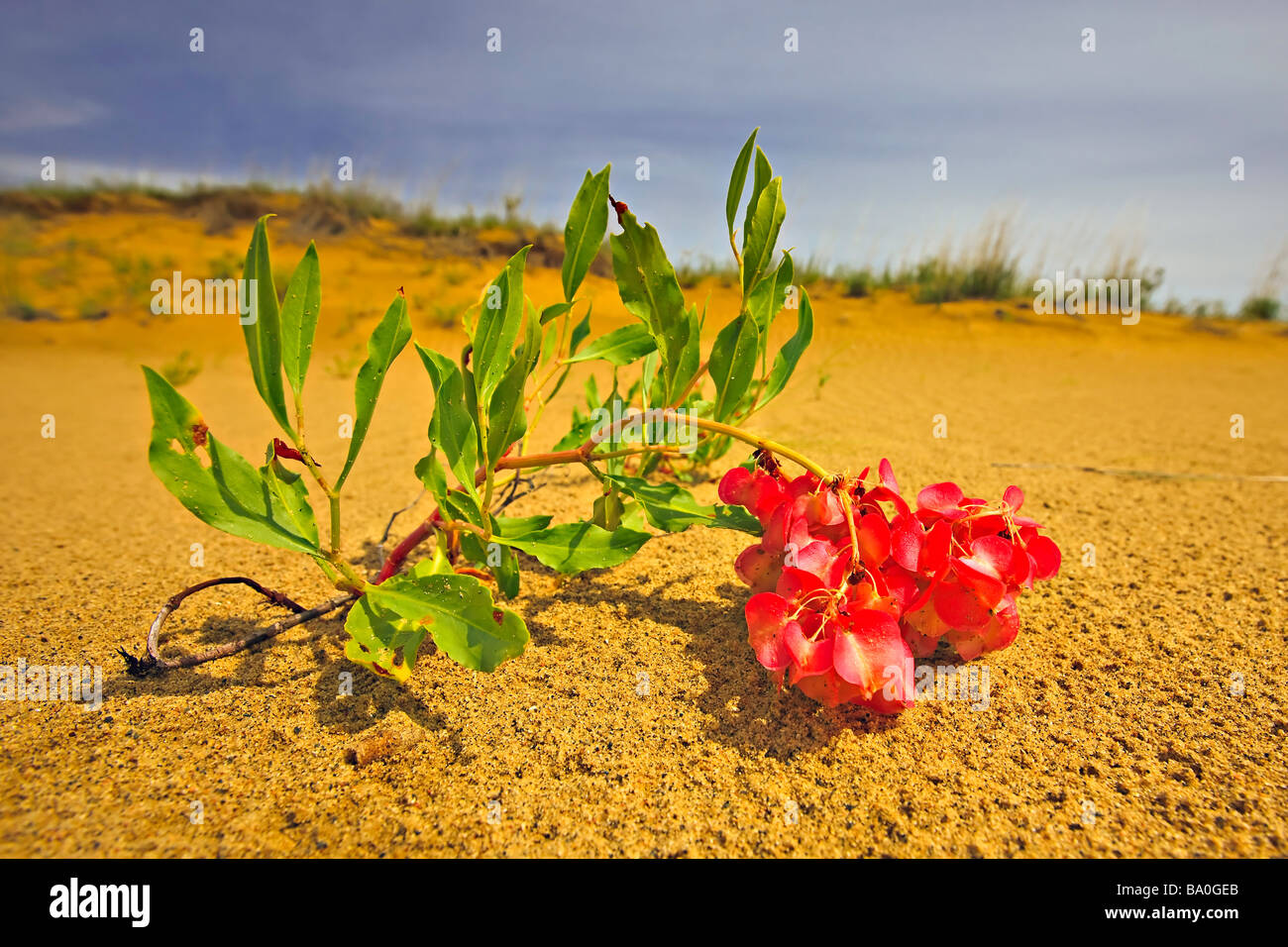 Hardy flowers growing on the sand dunes along the Spirit Sands trail