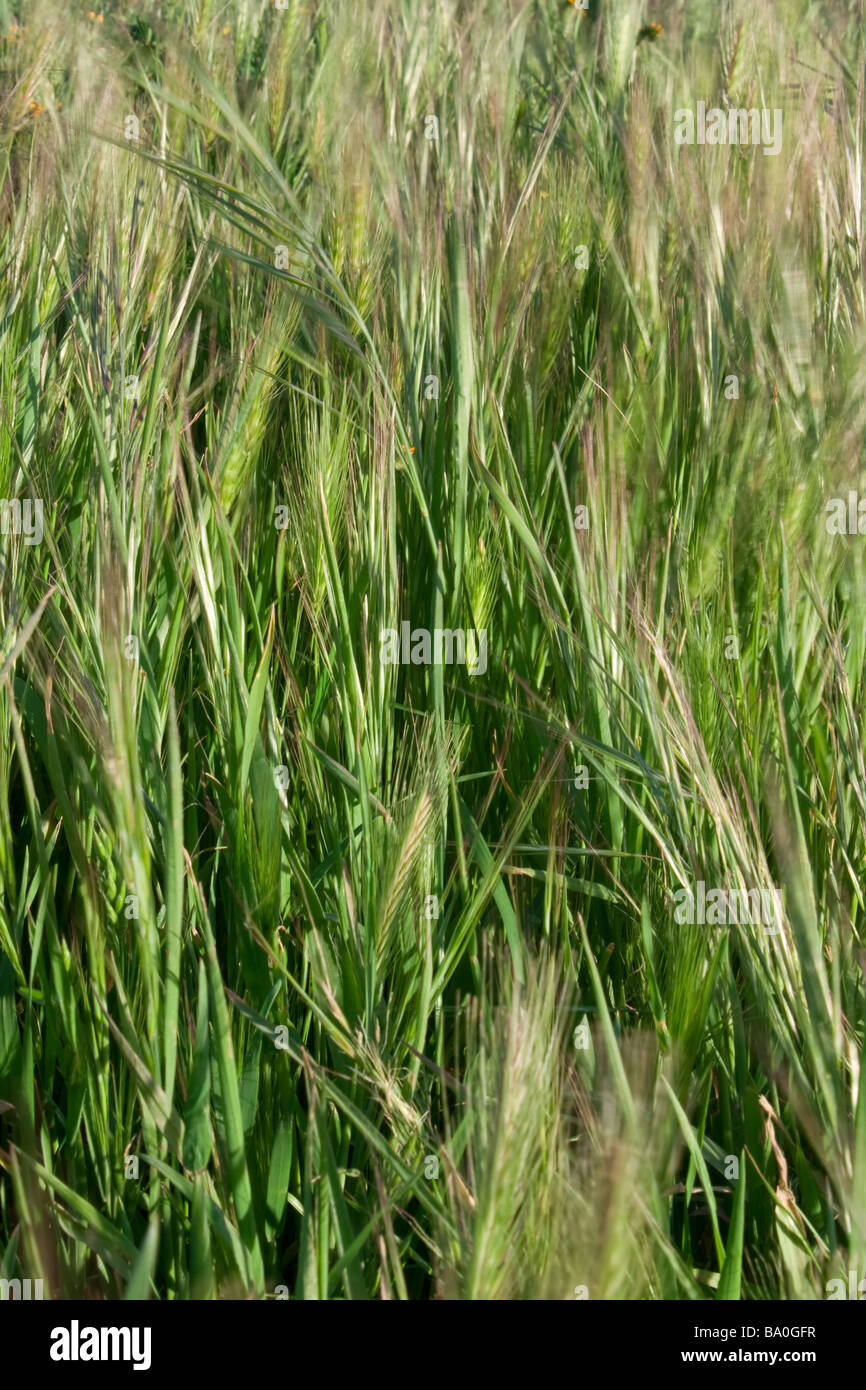 Grass background fresh grasses hi-res stock photography and images - Alamy