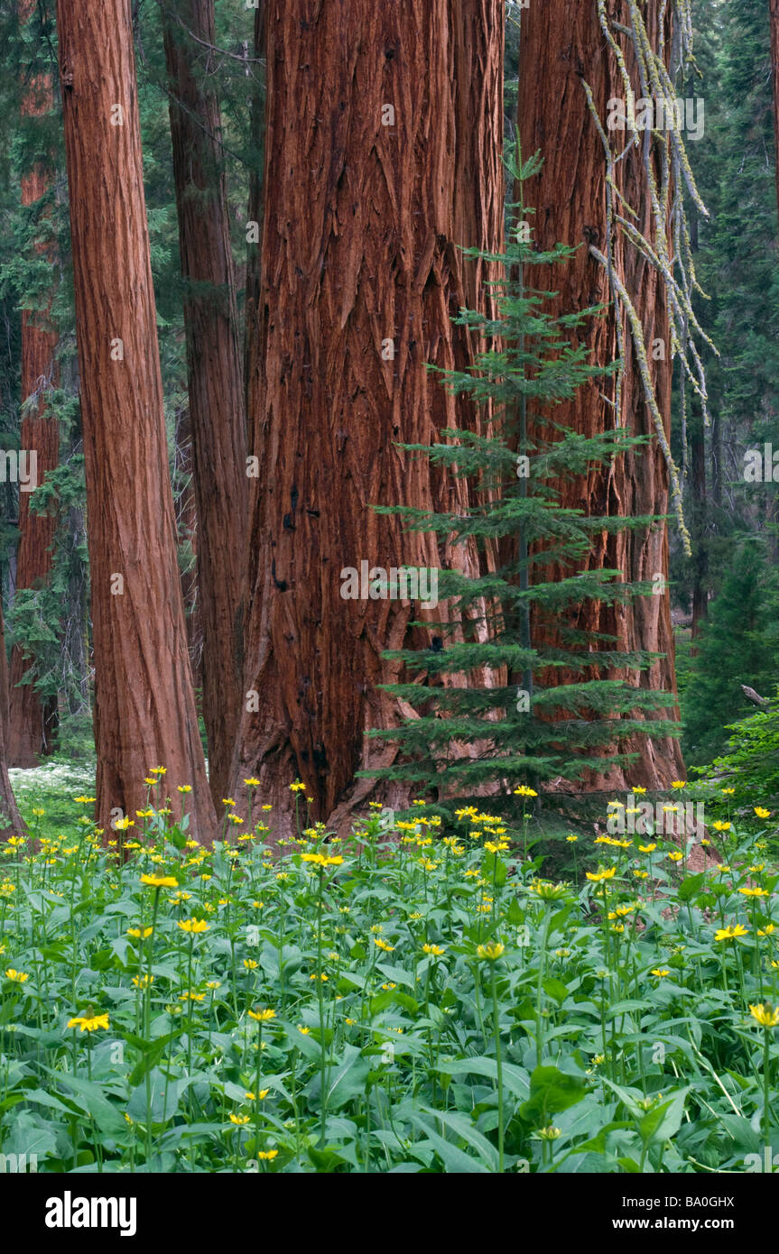 Giant Sequoia trees in the forest Sequoia and Kings Canyon National