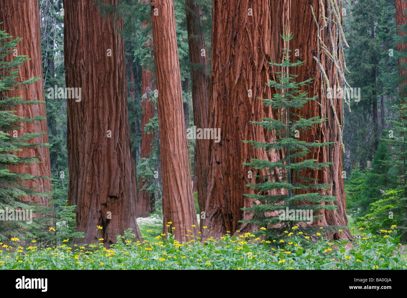 Giant Sequoia trees in the forest Sequoia and Kings Canyon National Park California USA Stock Photo