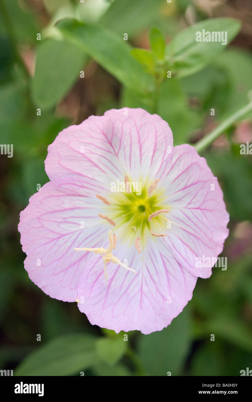 OENOTHERA SPECIOSA EVENING PRIMROSE Stock Photo Alamy