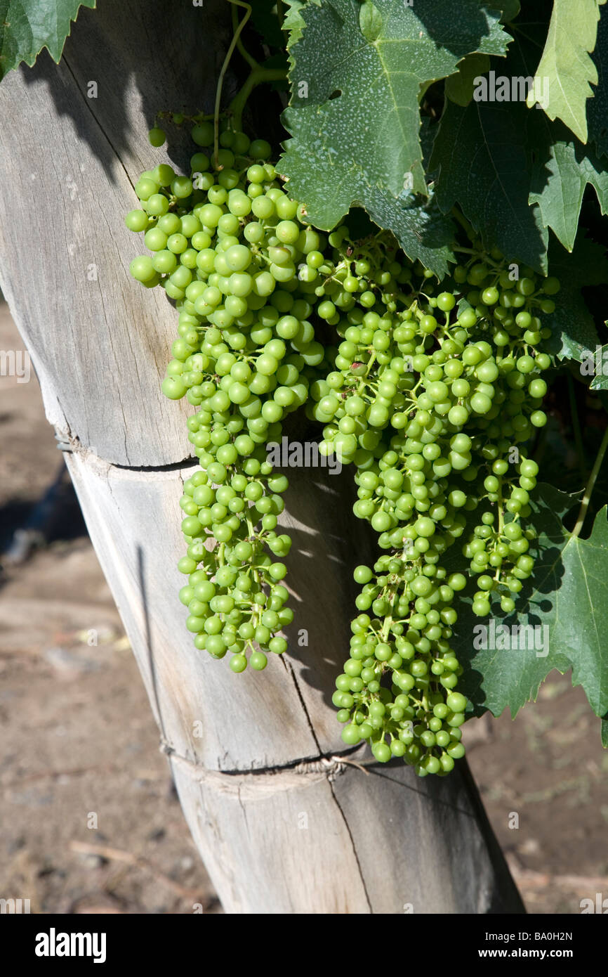 Ugni blanc trebbiano grapes hires stock photography and images Alamy