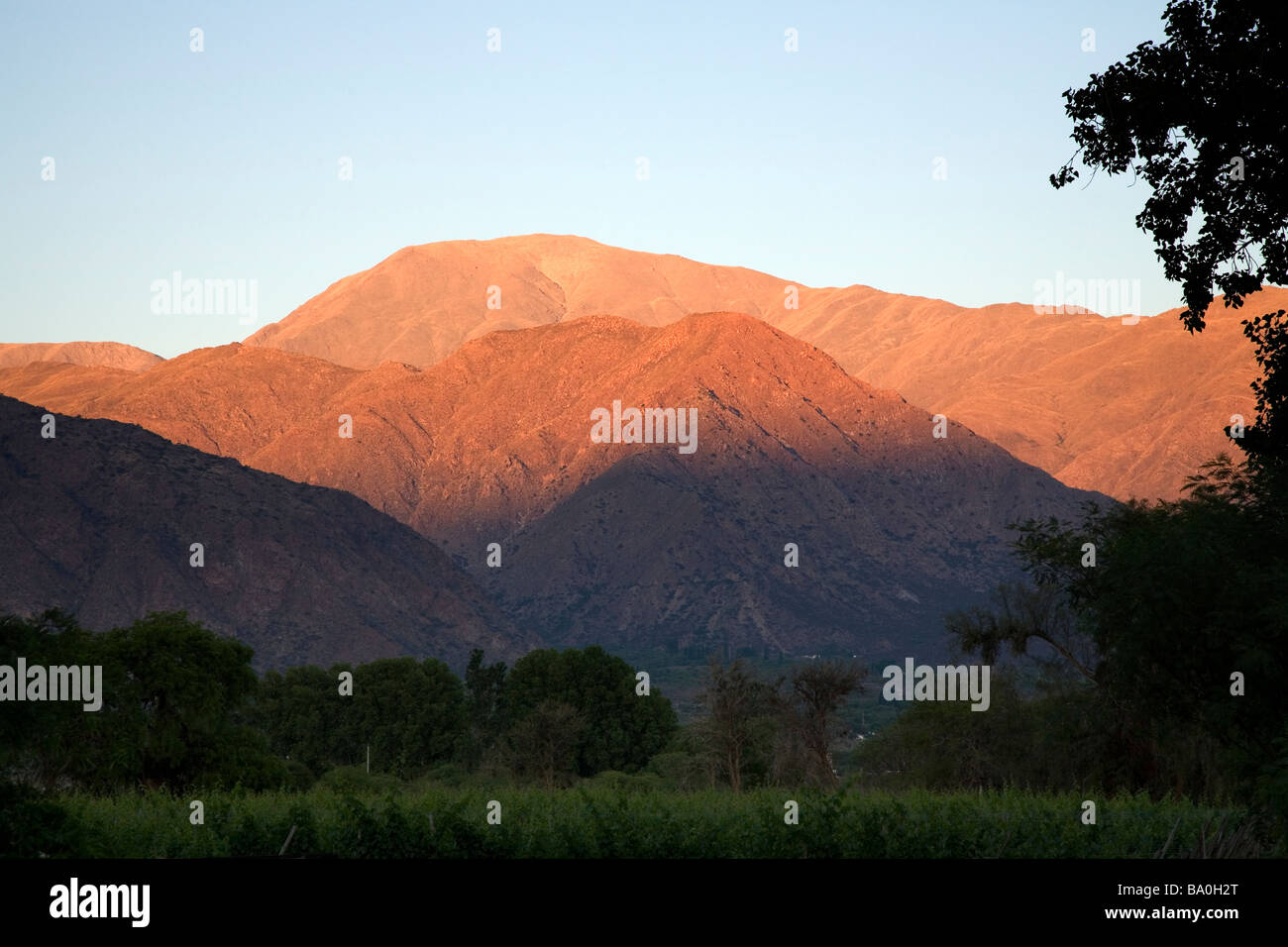 Alpen glow above vineyards, Cafayate, Argentina Stock Photo