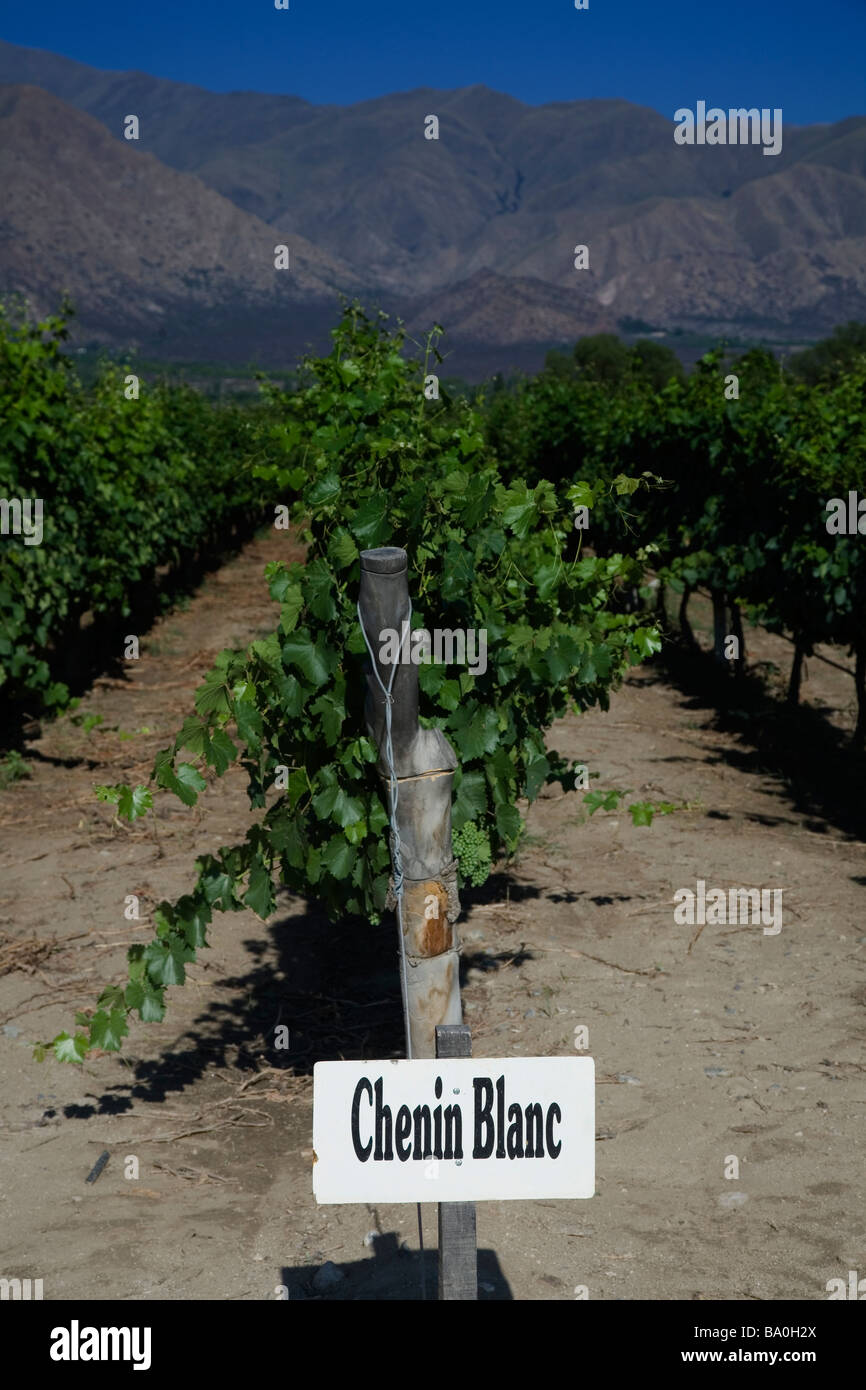 Chenin Blanc grapes on the vine, Bodega El Esteco, Cafayate, Argentina Stock Photo