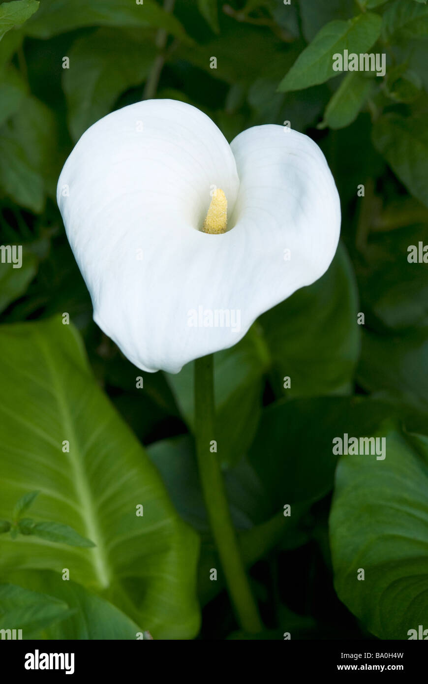 White arum lily leaves hires stock photography and images Alamy