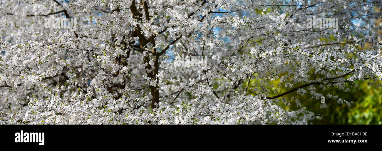 Prunus sogdiana Vassilcz. Cherry plum tree in blossom at Evenley Wood Gardens, Northamptonshire. England. Panoramic Stock Photo