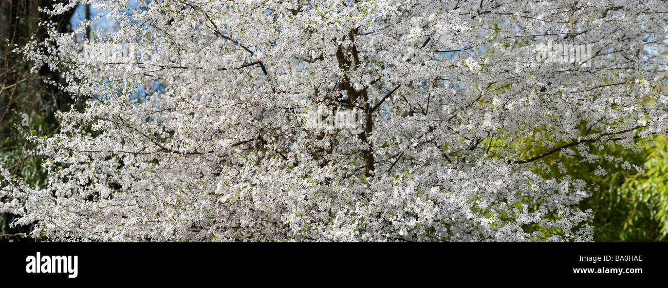 Prunus sogdiana Vassilcz. Cherry plum tree in blossom at Evenley Wood Gardens, Evenley, Northamptonshire, England Stock Photo