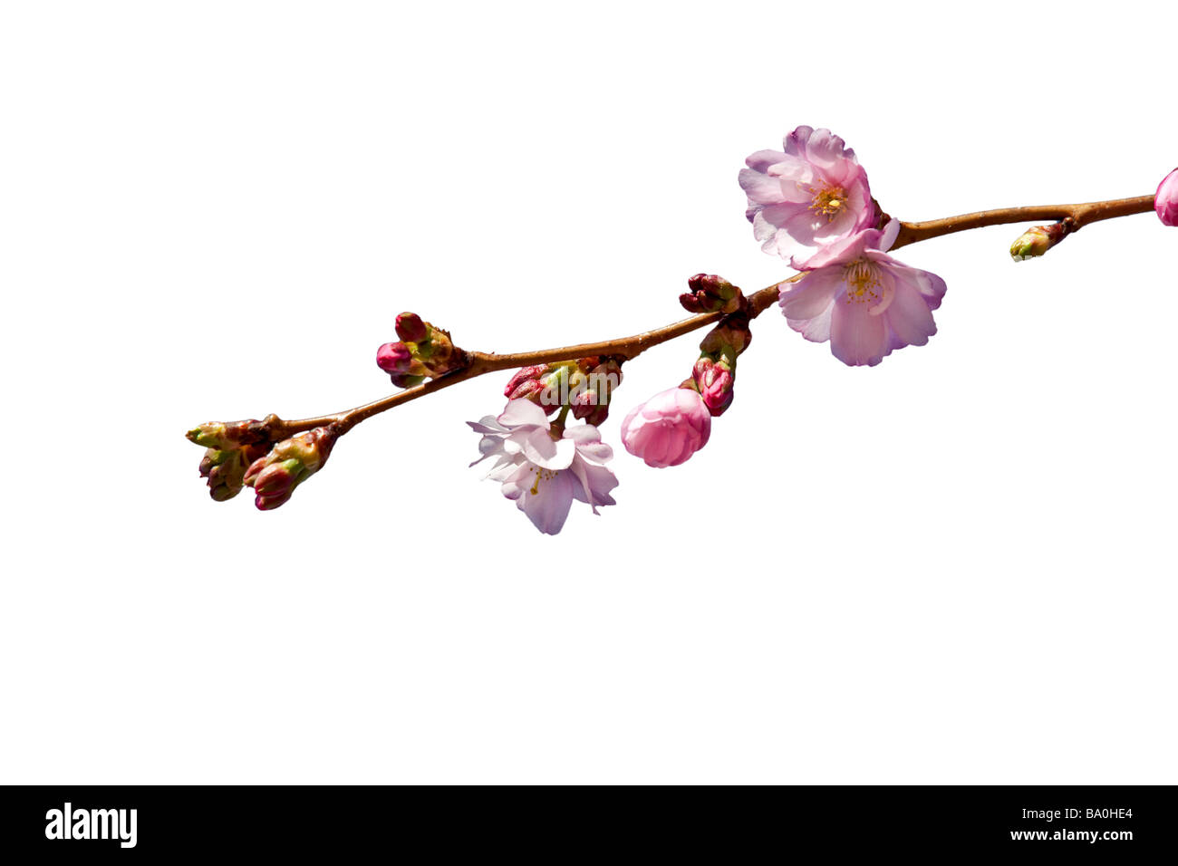 Single branch of Prunus Accolade, ornamental cherry tree in bloom on white background Stock Photo
