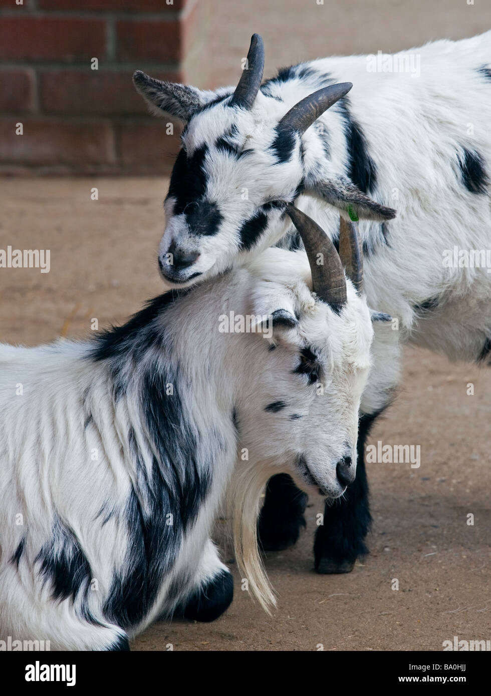 Two Pygmy Goats nuzzling, UK Stock Photo