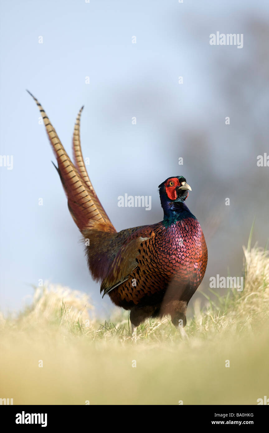 Cock pheasant displaying Stock Photo