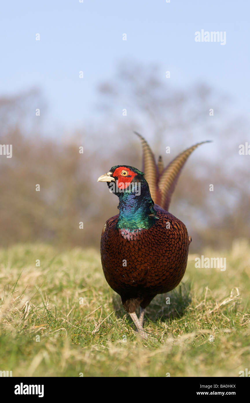 Cock pheasant feeding in field Stock Photo