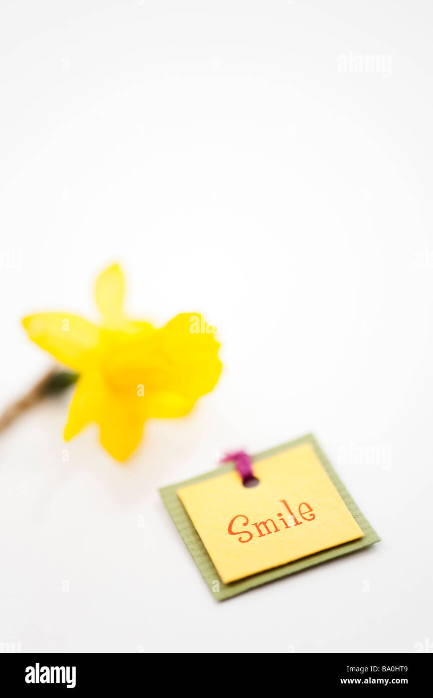 Smile label and daffodil Tete a Tete flower on white background Stock Photo