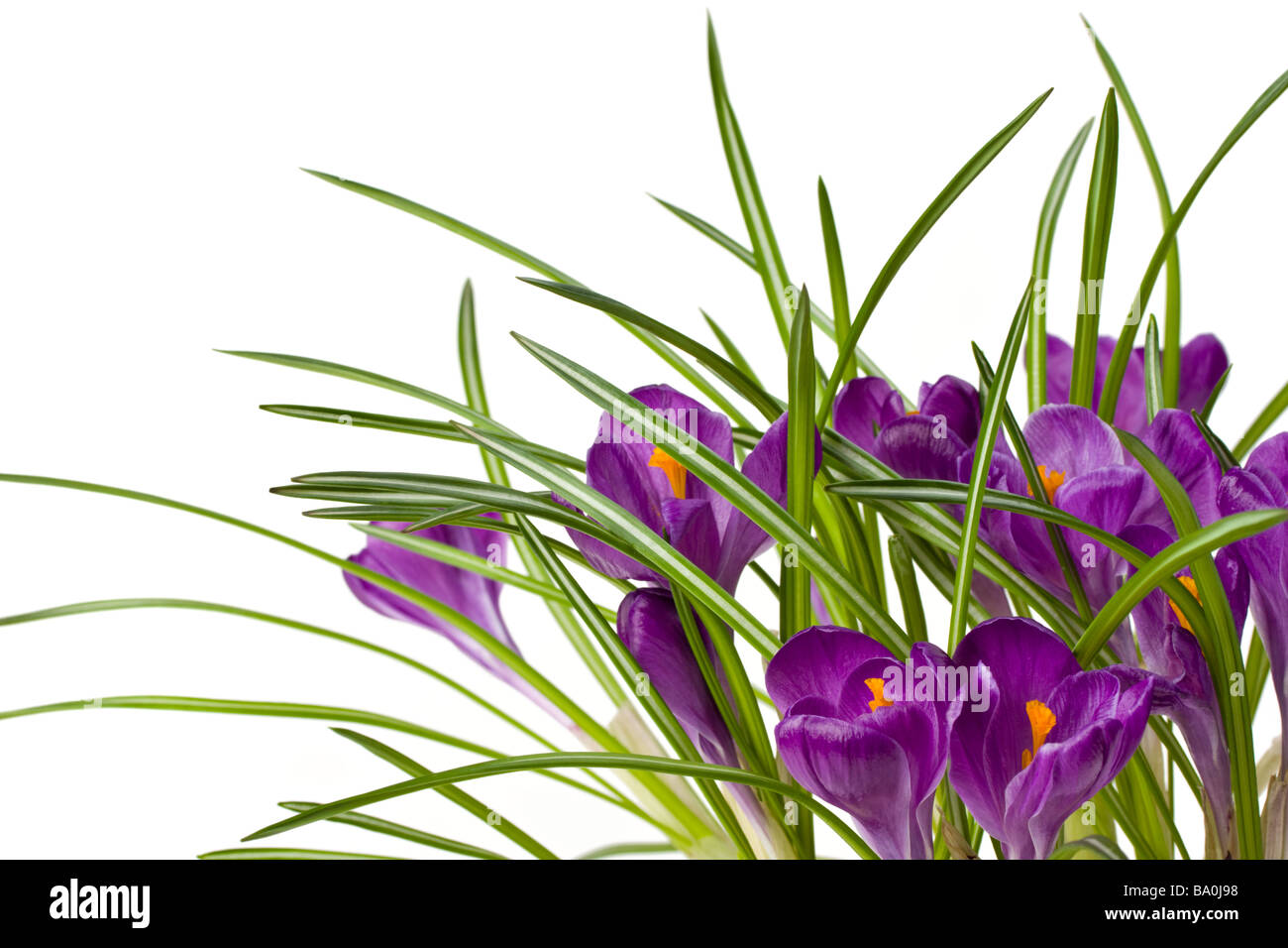 Plant detail macro nature Cut Out Stock Images & Pictures - Alamy