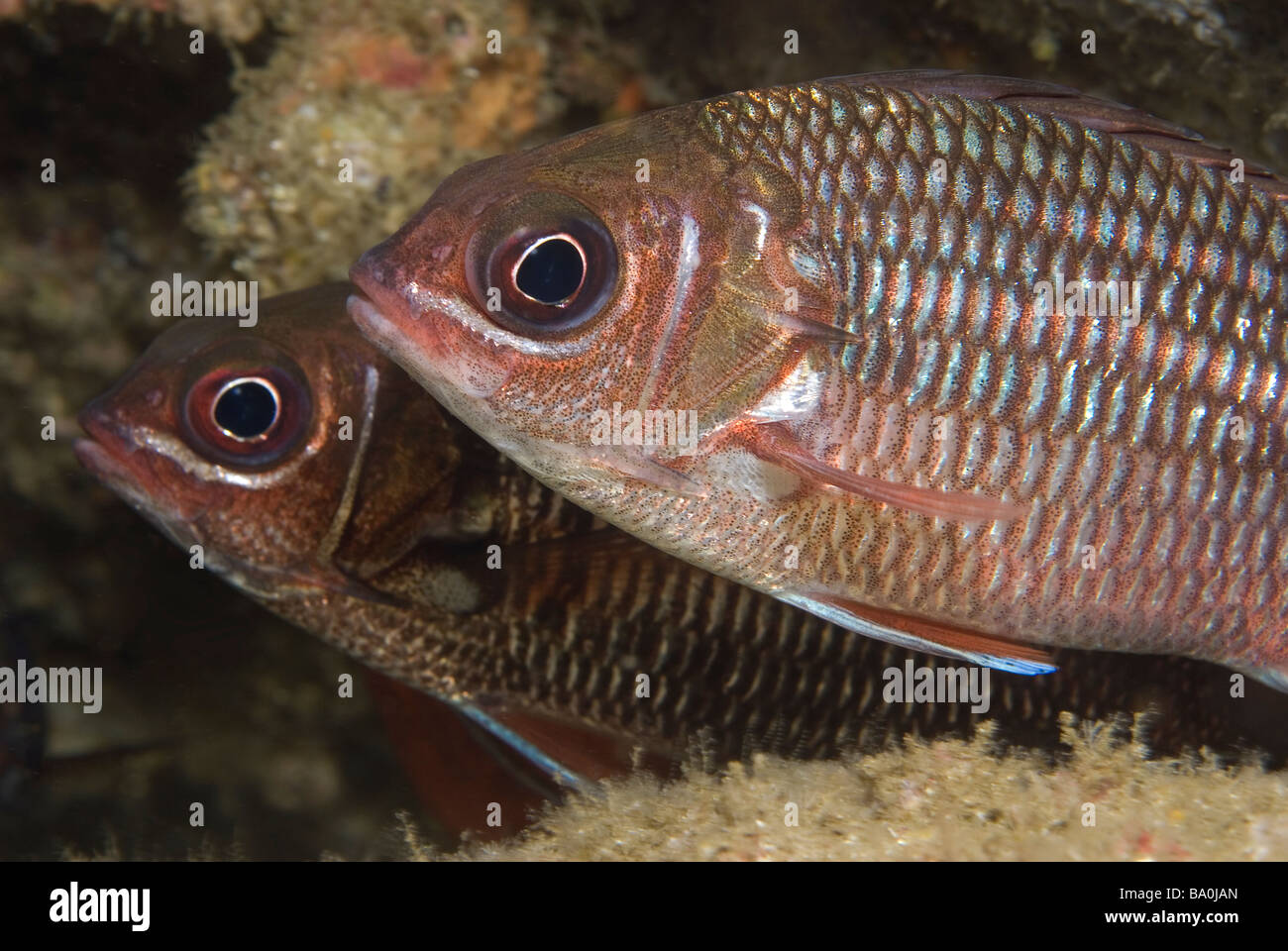 Fishthat Hide Under Rocks Pair of dusky squirrel fishes hiding under rock Stock Photo - Alamy