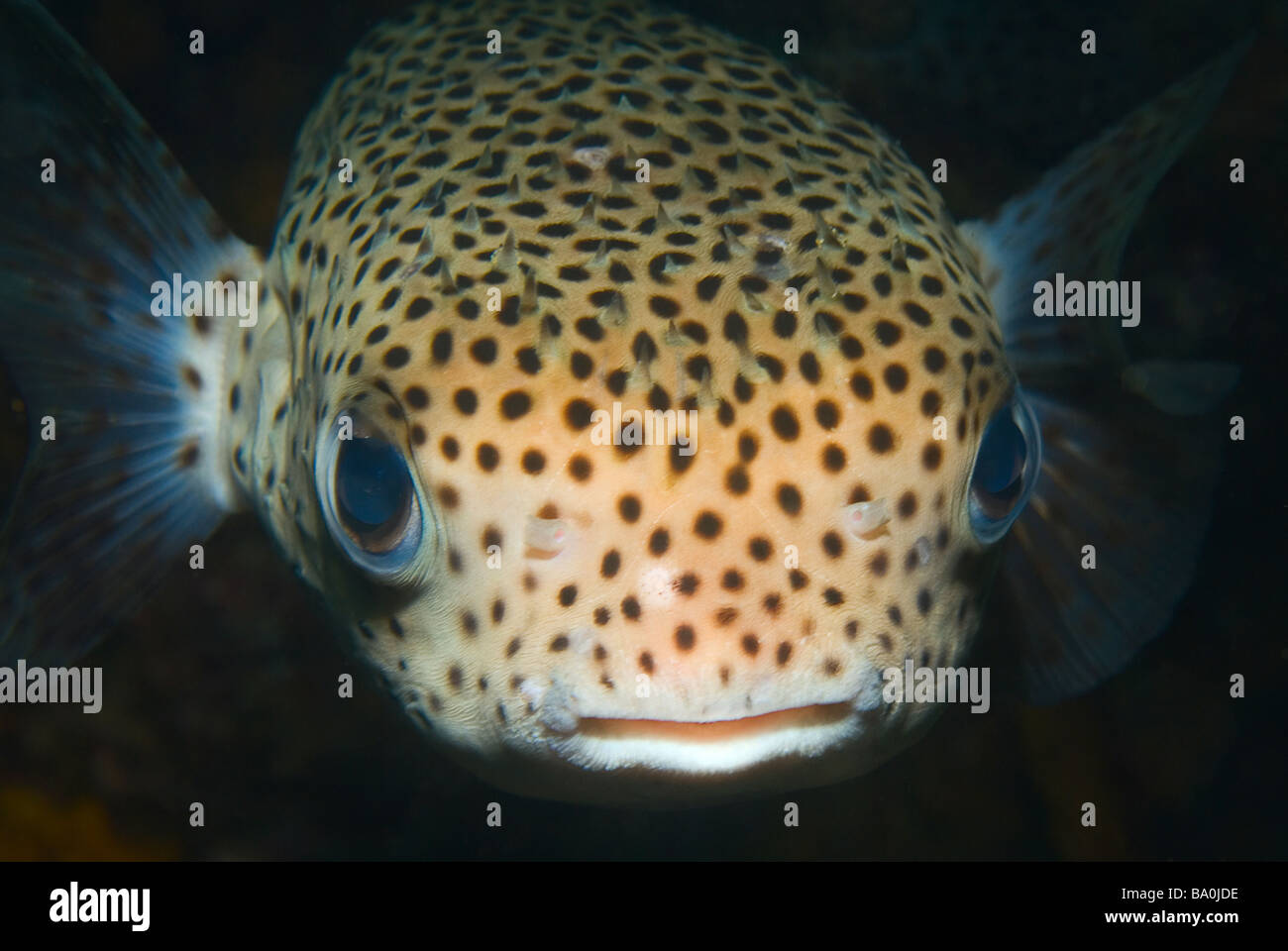 Porcupinefish captured at night dive Stock Photo