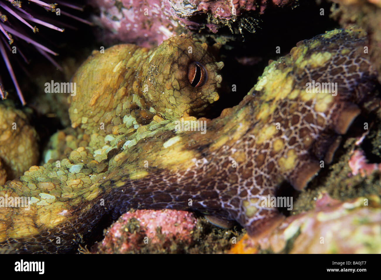 California Twospot Octopus (Octopus bimaculatus) lying off of Anacapa
