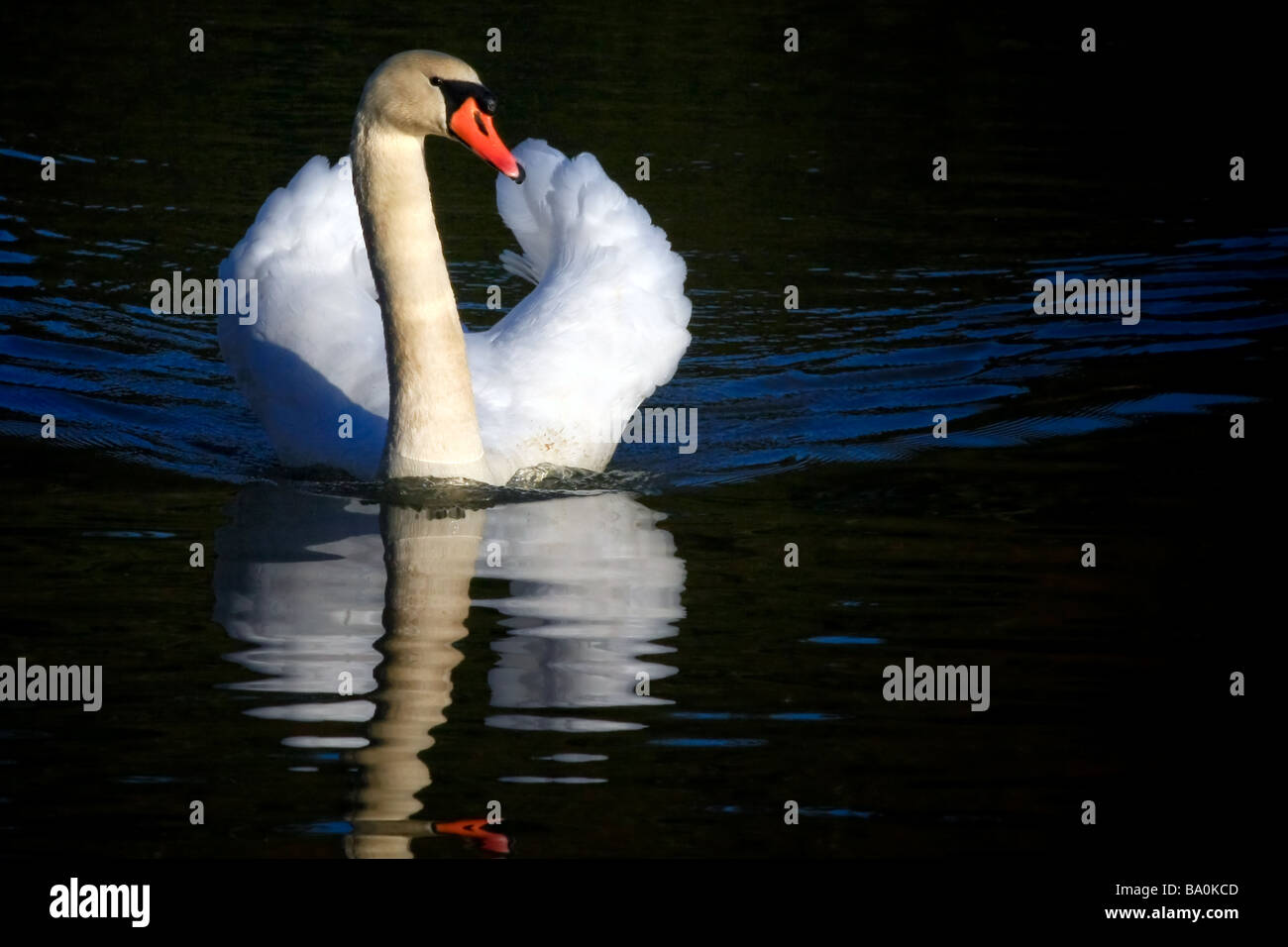 Mute Swan (cygnus olor) at Warnham Nature Reserve near Horsham West Sussex Stock Photo
