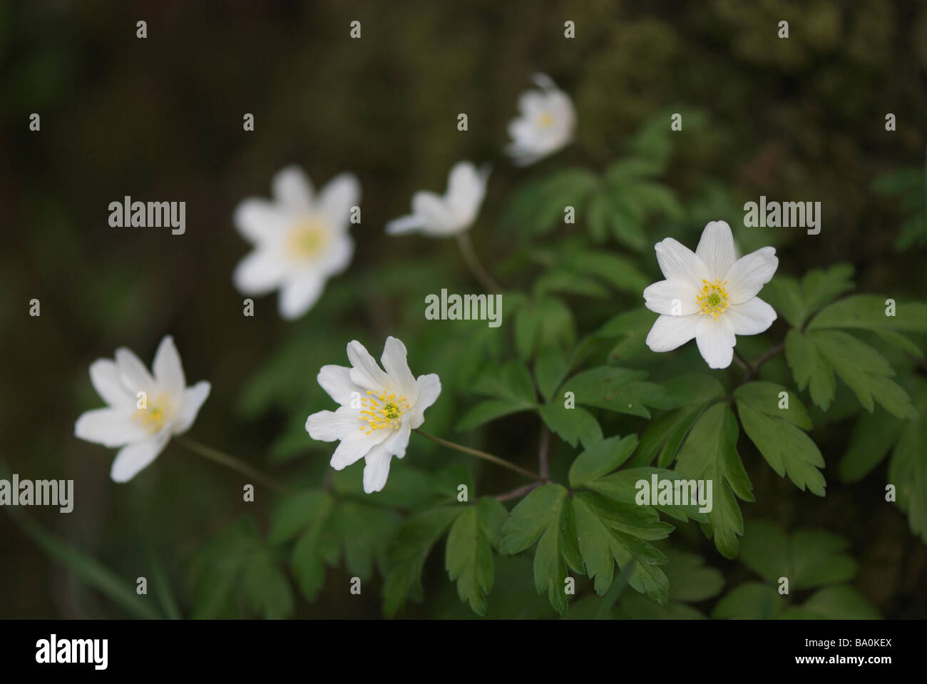 Wood Anemone in ancient wetland wood Stock Photo Alamy