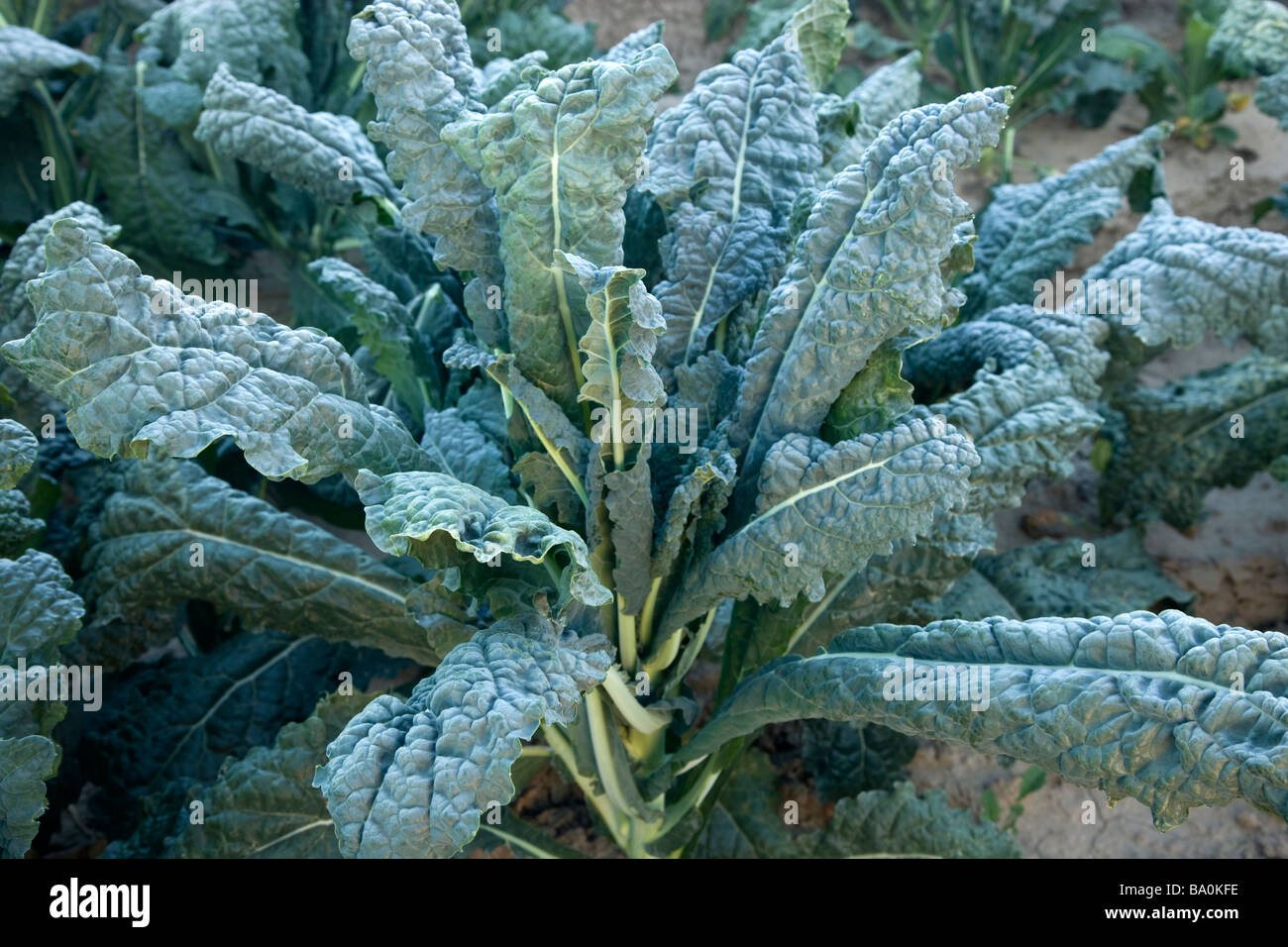 Italian Kale  'Brassica oleracea' , organic leafy vegetable. Stock Photo