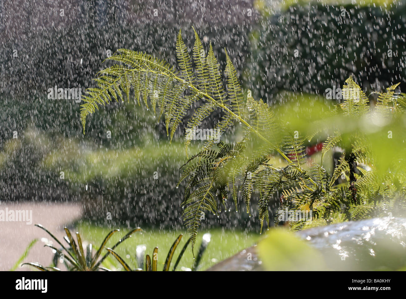 Water from sprinkler falling on ferns Stock Photo