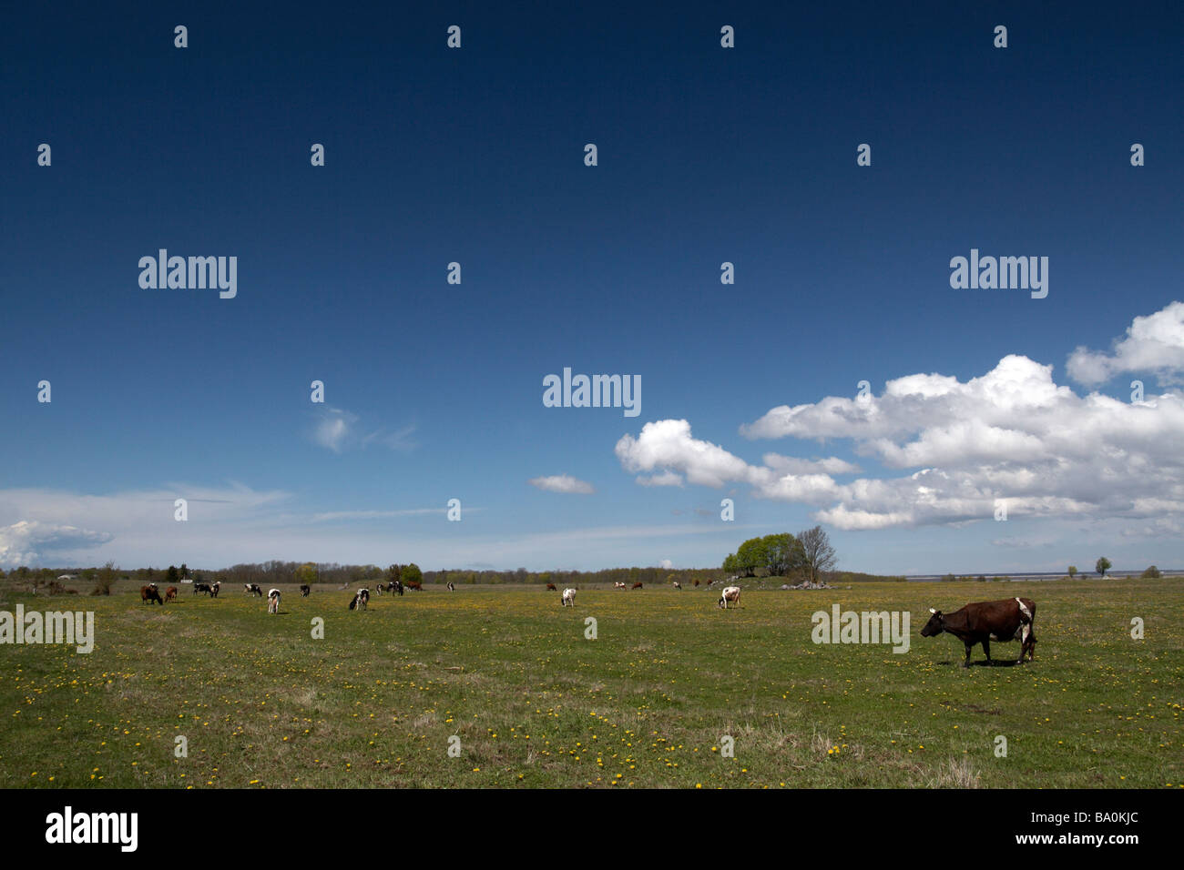 Cows on Estonian pasture Stock Photo