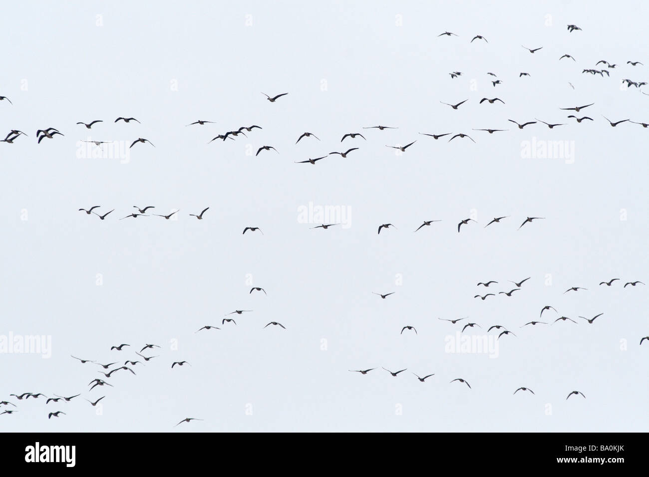 Migratory birds in flight Stock Photo