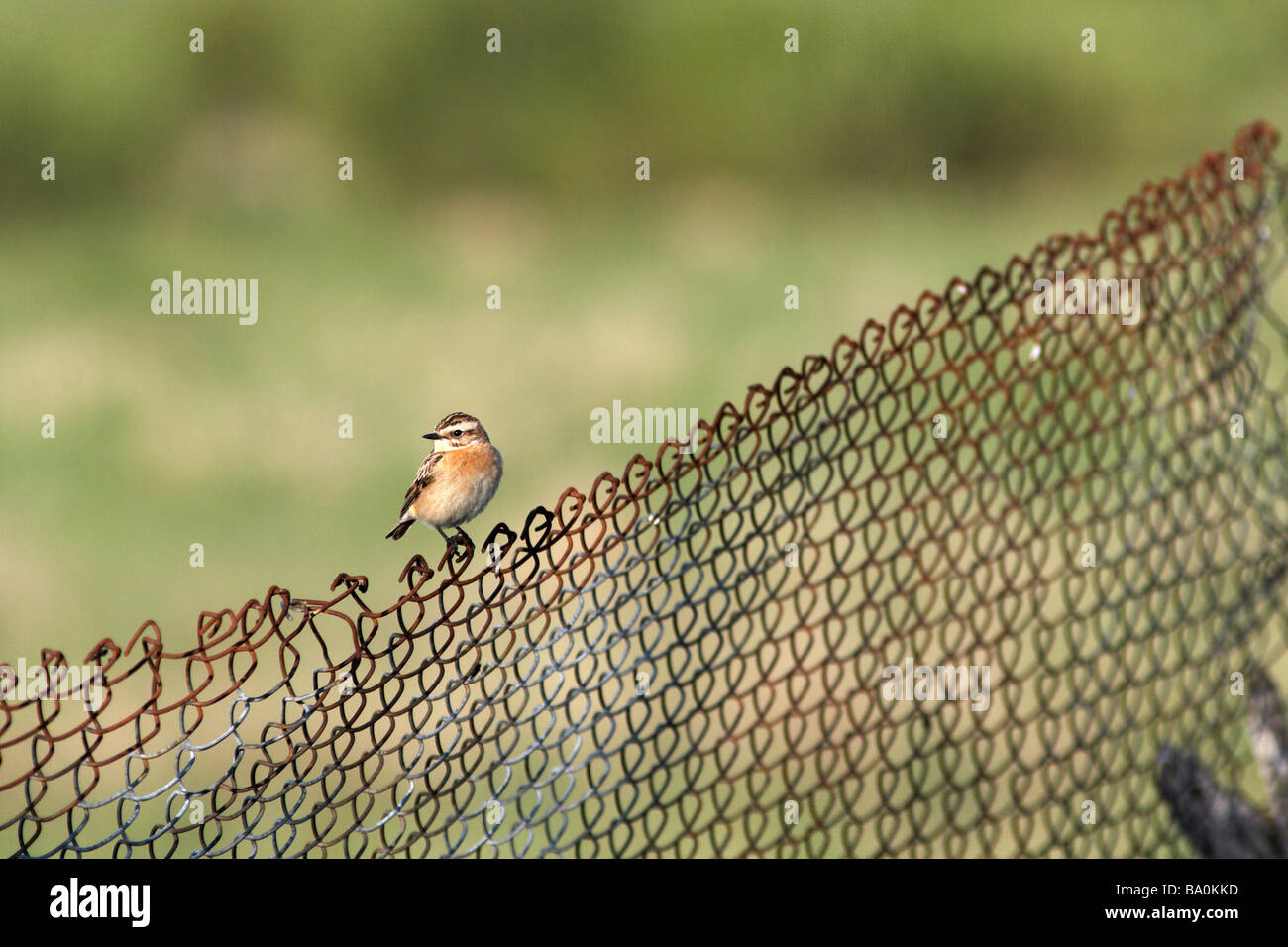 Whinchat on wirefence Stock Photo