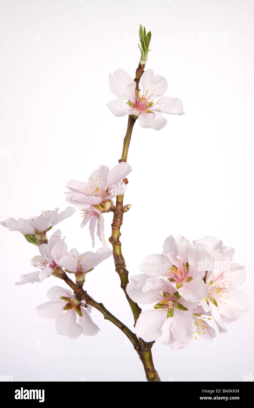 Blossom of an almond tree Stock Photo