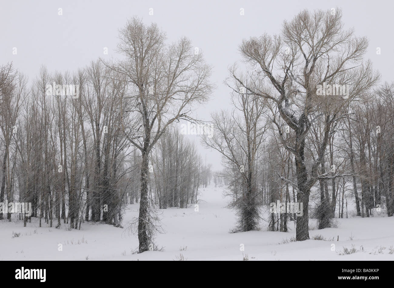 Stand of Eastern Cottonwood trees in a snow storm on Gross Ventre Road