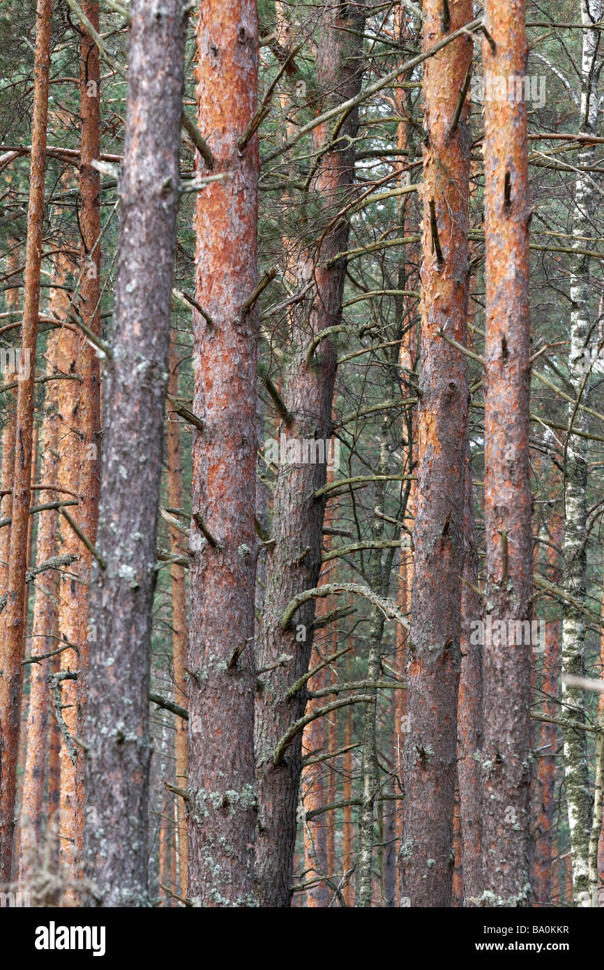 Pineforest in Southern Estonia Stock Photo