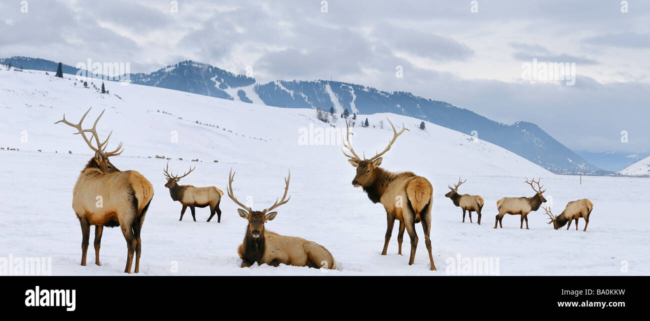 Group of bull Elk with antlers at the National Elk Refuge in Wyoming in winter with Snow King ski resort Stock Photo
