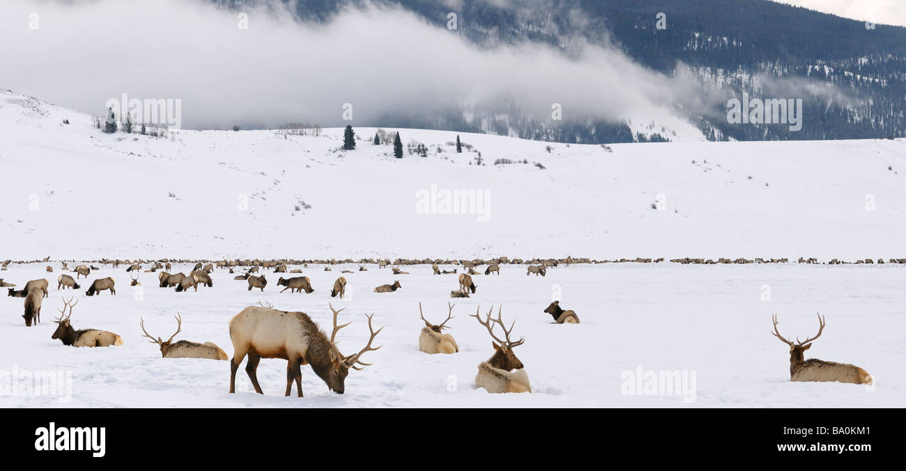 Herd of Elk wintering at the National Elk Refuge in Wyoming with Millers Butte and low cloud at Table mountain Stock Photo