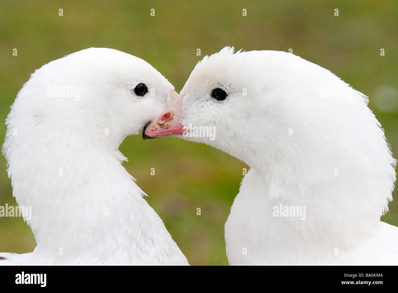 Pair of Ross's Geese Stock Photo