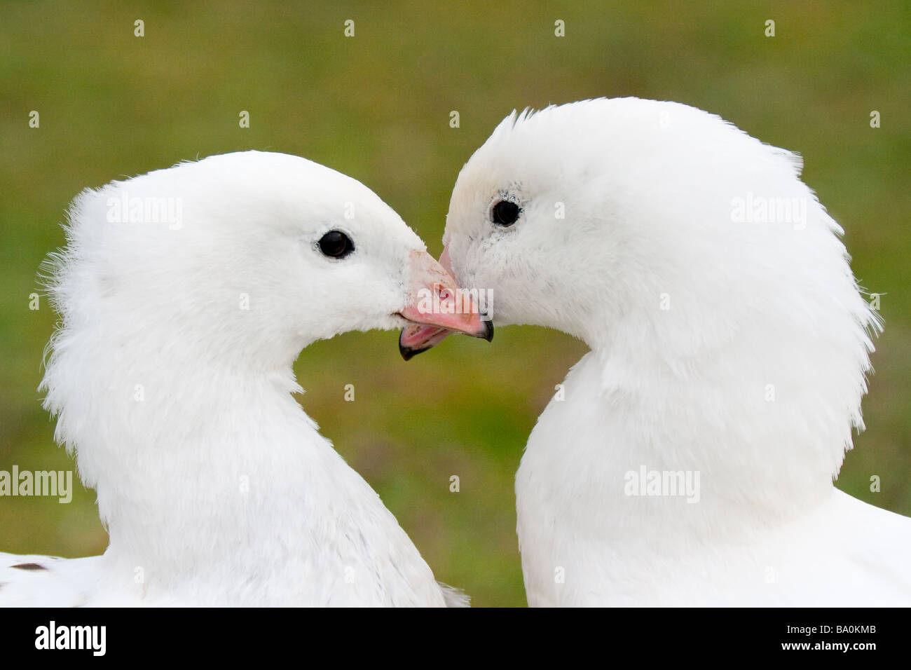 Pair of Ross's Geese Stock Photo