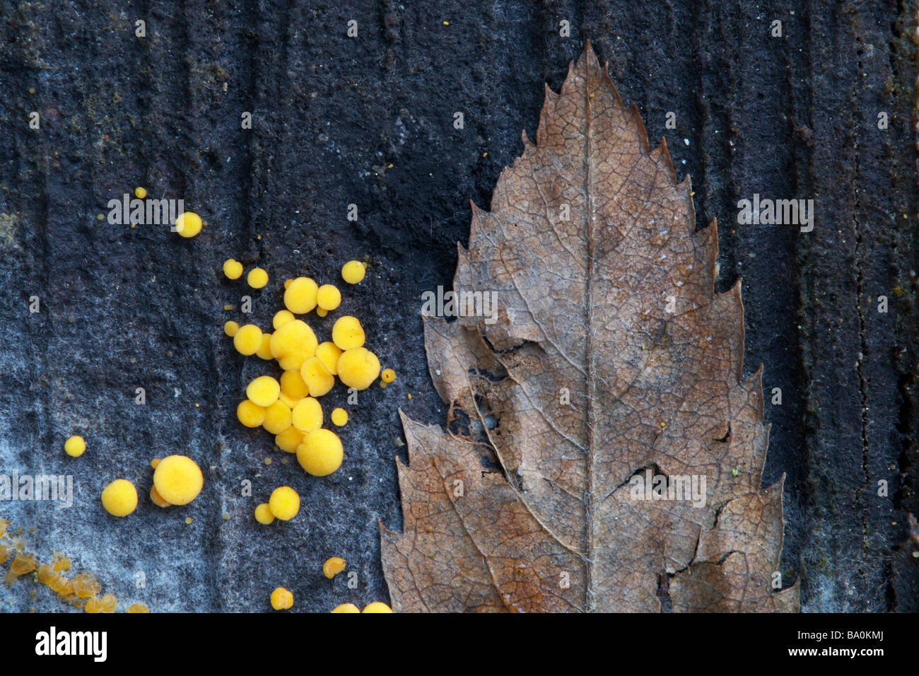 Fungi and leaf on rotten wood Stock Photo