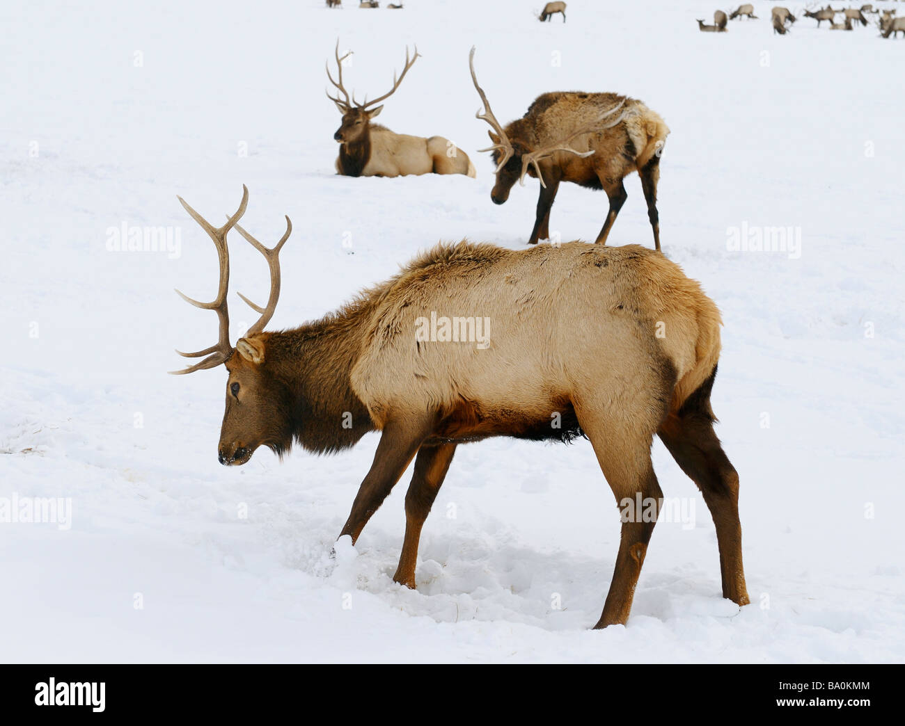 Three male Elk with antlers sitting scratching and digging in snow at the national Elk Refuge in Wyoming in winter Stock Photo