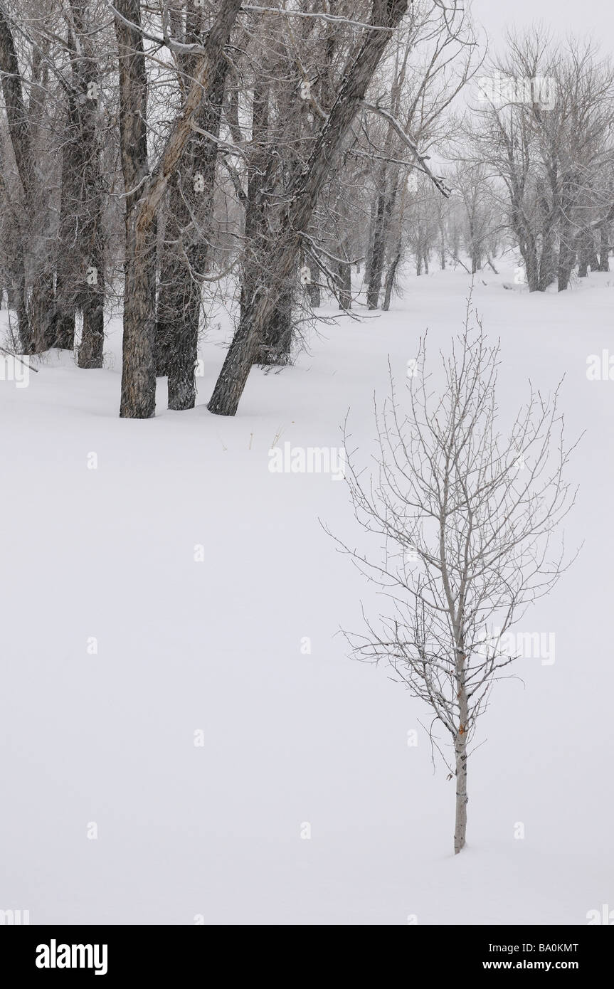 Young sapling in a stand of Eastern Cottonwood trees in a snow storm on Gross Ventre Road Bridger Teton National Forest Wyoming USA Stock Photo