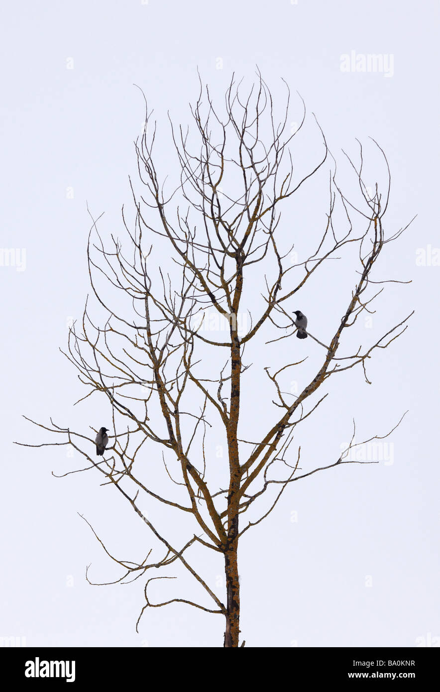 Crows in a barren tree Stock Photo
